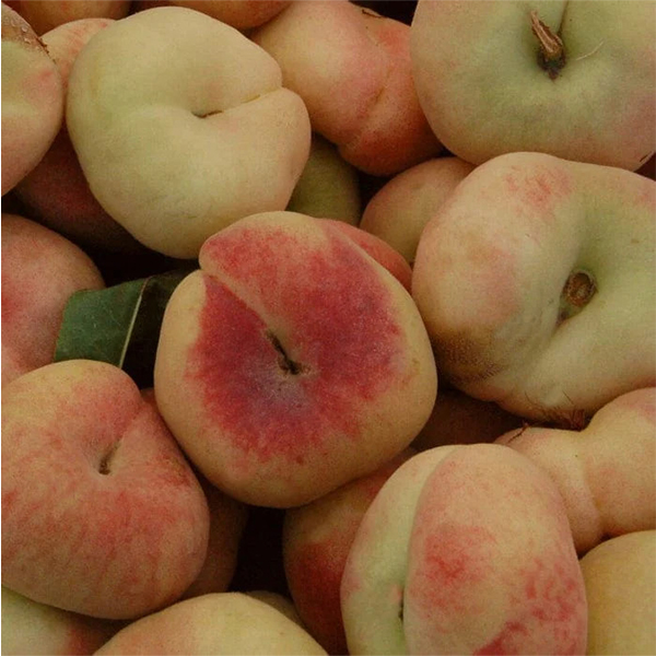 هلو انجیری