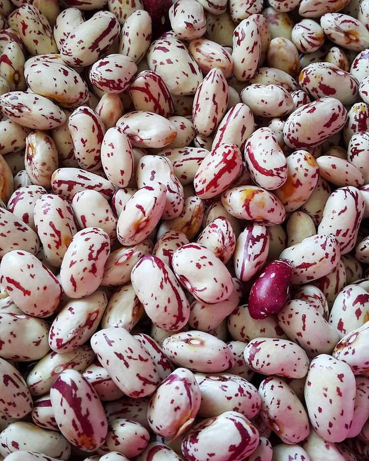 لوبیا چیتی