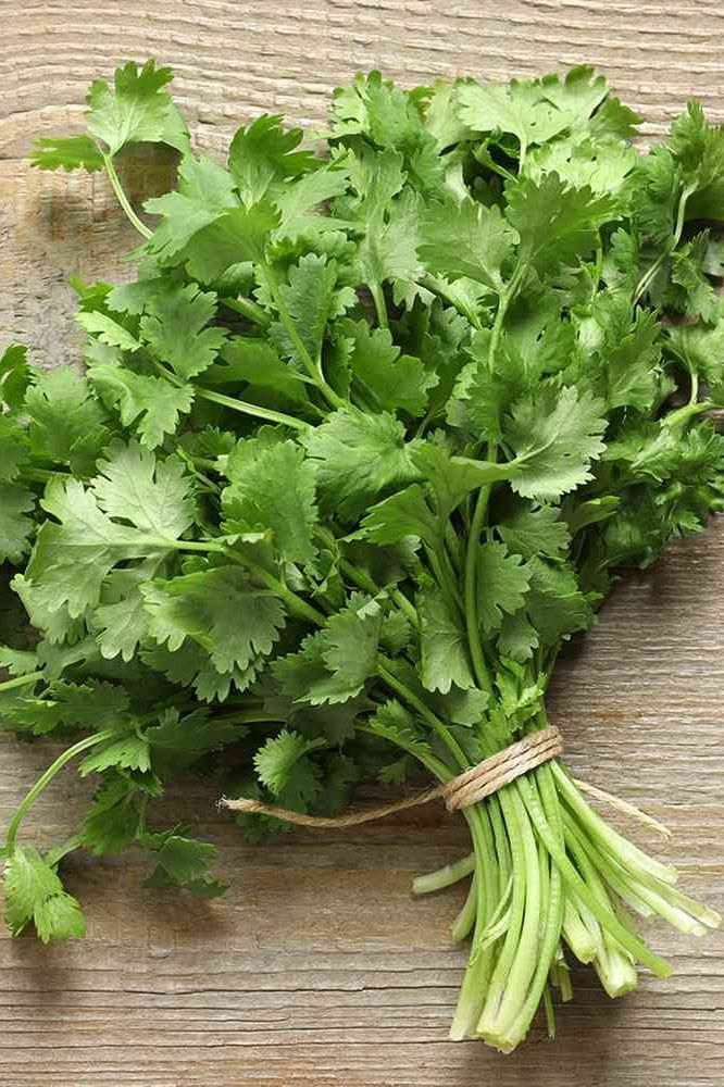 گیشنیز